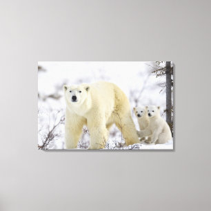 Toile Parc national de Wapusk, Canada