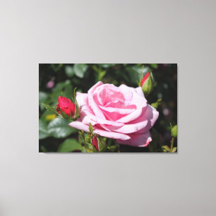 Toile parfait rose rose fleur et bud photo art.