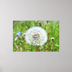 Toile Parfaite Pissenlit – Photographie Macro Botanique