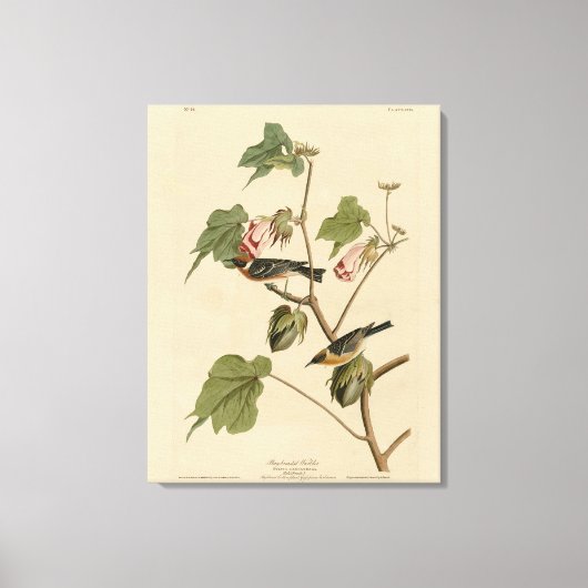 Toile Paruline à poitrine large - Audubon's Birds of Ame (Recto)