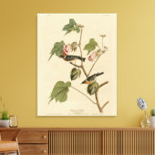 Toile Paruline à poitrine large - Audubon's Birds of Ame (Insitu(Salon))