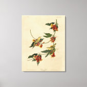 Toile Paruline à rathbone (jaune) Audubon Birds of Ameri (Recto)
