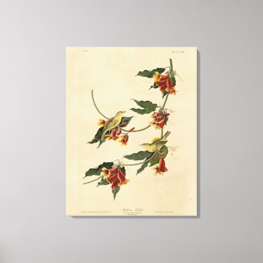 Toile Paruline à rathbone (jaune) Audubon Birds of Ameri (Recto)