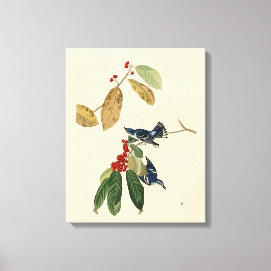 Toile Paruline azurée (Cerulean), Audubon Birds of Ameri (Recto)