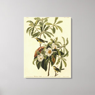 Toile Paruline de Bachman, d'Audubon's Birds of America