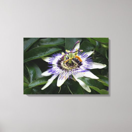Toile Passiflora - Photographie florale (Recto)