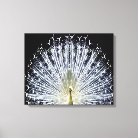 Toile Pavillon blanc Peacock Animalia (Recto)