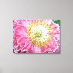 Toile Pavot rose frileux
