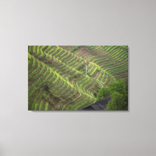 Toile Paysage de rizières en terrasses dans la montagne,
