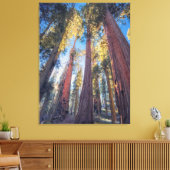 Toile Paysage forestier de géants séquoias (Insitu(Salon))