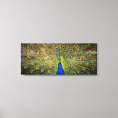 Toile Peacock (Recto)