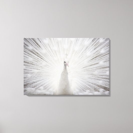 Toile Peacock blanc (Recto)