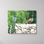 Toile Peacock in a Garden photographie Imprimer Wall Art (Recto)