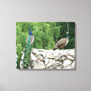 Toile Peacock in a Garden photographie Imprimer Wall Art