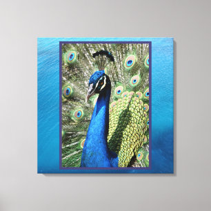 Toile Peacock sur Ocean Arrière - plan