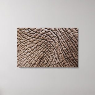 Toile peau d'éléphant africain (Loxodonta africana)