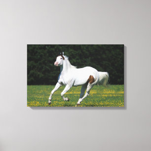 Toile Peignez le cheval fonctionnant dans le domaine