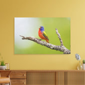 Toile Peint Bunting Passerina ciris) chant masculin (Insitu(Salon))