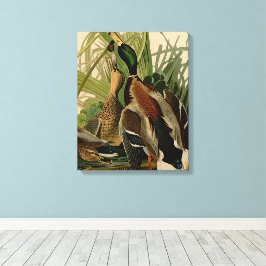 Toile Peinture d'oiseaux de Mallard Duck Audubon (Insitu (Plancher de Bois))