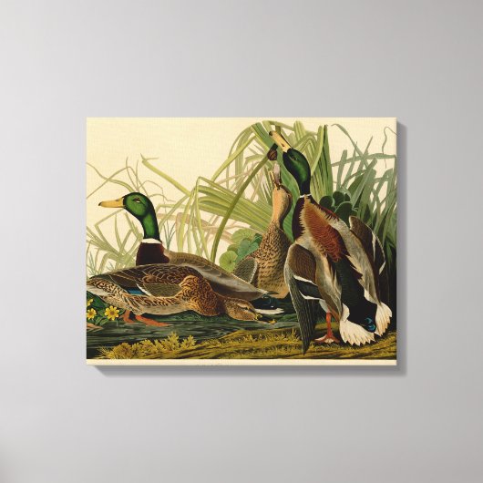Toile Peinture d'oiseaux de Mallard Duck Audubon (Recto)