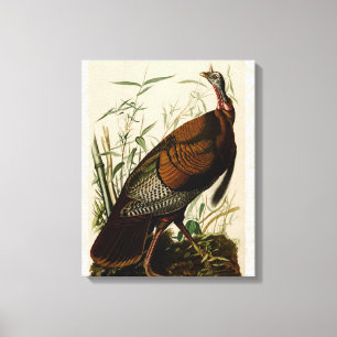 Toile Peinture d'oiseaux sauvages de Turquie Audubon