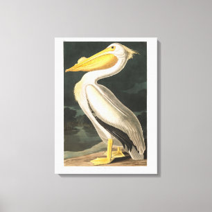 Toile Pélican blanc américain du plat 311 d'Audubon