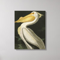 Pélican blanc américain, les oiseaux d'Amérique d'