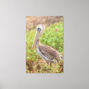 Toile Pélican Brown
