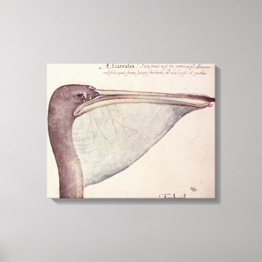 Toile Pelican, c.1590 (Recto)