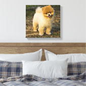 Toile Perfect Pomeranian (Insitu(Chambre))