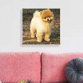 Toile Perfect Pomeranian (Insitu(Salon))