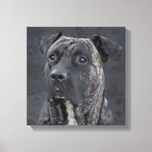 Toile Perro de Presa Canario - Dogo Canario
