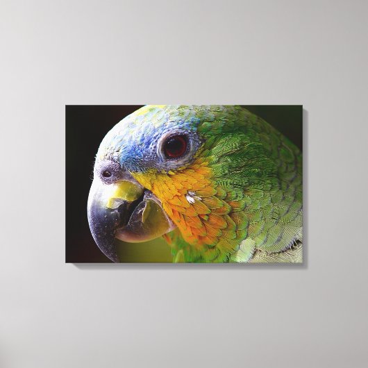 Toile Perroquet (Recto)