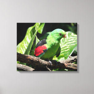 Toile Perroquet à ailes rouges sur le membre de l'arbre