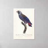 Toile Perroquet a Camail bleu / Perroquet (Recto)