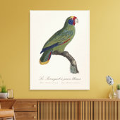 Toile Perroquet à queue rouge, Amazona Brasiliensis (Insitu(Salon))