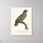 Toile Perroquet à queue rouge, Amazona Brasiliensis (Recto)