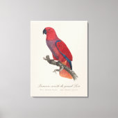 Toile Perroquet Eclectus de Vosmaer, Eclectus Roratus Vo (Recto)