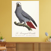Toile Perroquet gris, Psittacus erithacus, vintage (Insitu(Salon))