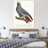 Toile Perroquet gris, Psittacus erithacus, vintage (Insitu(Chambre))