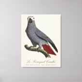 Toile Perroquet gris, Psittacus erithacus, vintage (Recto)
