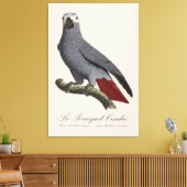 Toile Perroquet gris, Psittacus erithacus, vintage (Insitu(Salon))