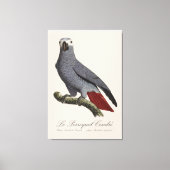 Toile Perroquet gris, Psittacus erithacus, vintage (Recto)