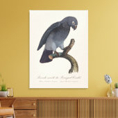 Toile Perroquet gris Timneh, Psittacus Timneh (Insitu(Salon))