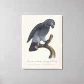 Toile Perroquet gris Timneh, Psittacus Timneh (Recto)
