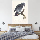 Toile Perroquet gris Timneh, Psittacus Timneh (Insitu(Chambre))