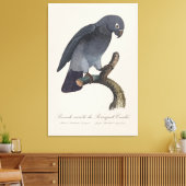 Toile Perroquet gris Timneh, Psittacus Timneh (Insitu(Salon))