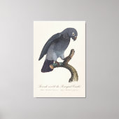 Toile Perroquet gris Timneh, Psittacus Timneh (Recto)
