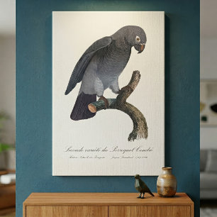 Toile Perroquet gris Timneh, Psittacus Timneh