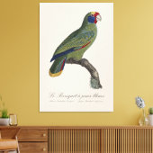 Toile Perroquet joues bleues / Amazone à queue rouge (Insitu(Salon))